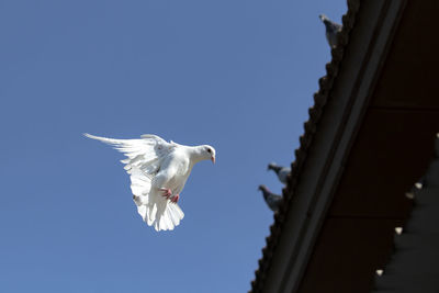 Low angle view of seagull flying