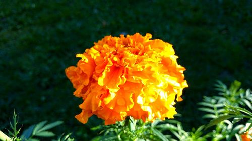 Close-up of yellow flower