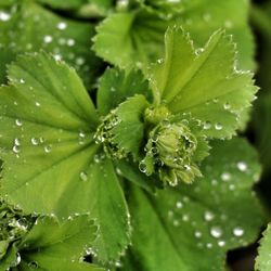 Close-up of water drops on leaf