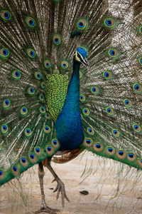 Blue peacock close up