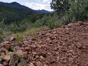 Plants growing in forest against sky