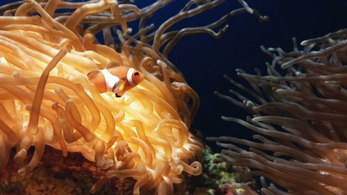 Close-up of fish swimming in aquarium