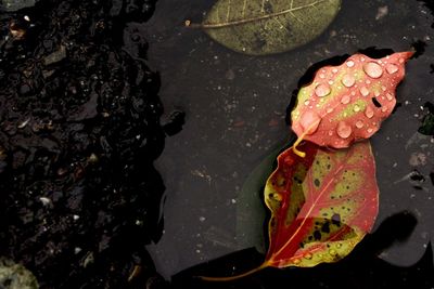High angle view of autumn leaf on puddle