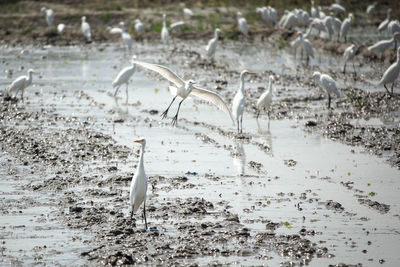 View of birds on ricefield