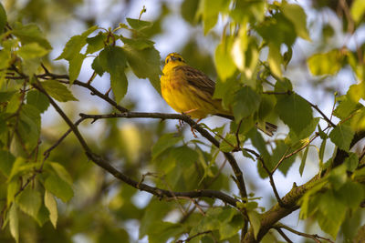 Low angle view of bird perching on tree