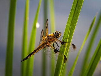 Nahaufnahme einer gelben libelle die an einen grashalm über der wasseroberfläche sitzt. 