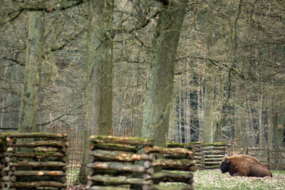 View of sheep on tree trunk in forest