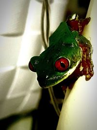 Close-up of frog on leaf