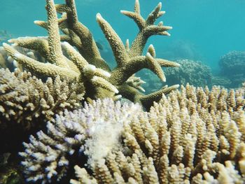 Close-up of coral in sea