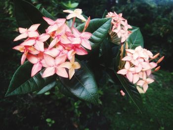 Close-up of pink flowering plants