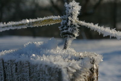 Close-up of frozen flowers on branch