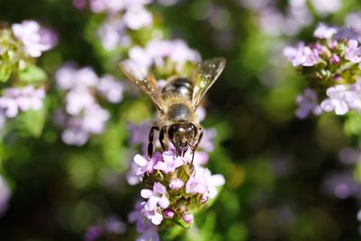 Close-up of insect on purple flower