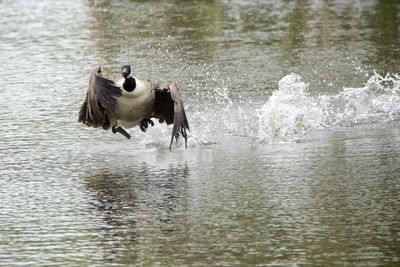 Horses in a lake