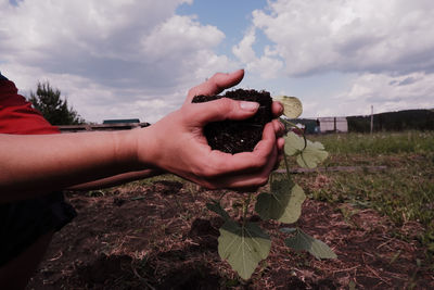 Cropped image of hand holding leaves on field against sky