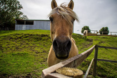 Portrait of horse on field