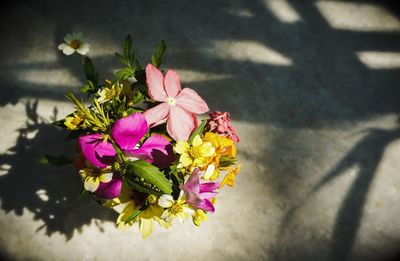 High angle view of flowers blooming outdoors