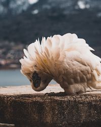 Close-up of white bird perching on sea