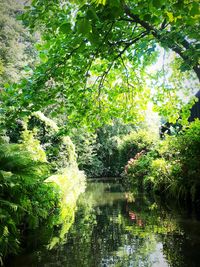 Trees by lake in forest