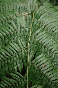 Full frame shot of fern leaves