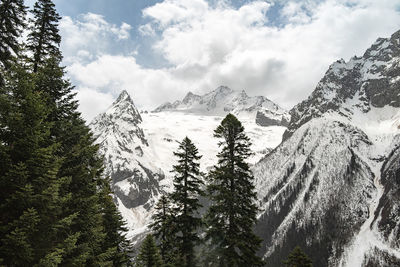 Pine trees on snowcapped mountains against sky