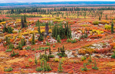 View of trees in forest during autumn