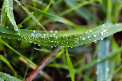 Close-up of water drops on leaf