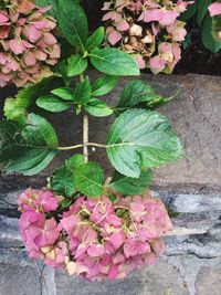 High angle view of pink flowers blooming outdoors