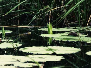 Plant growing in water