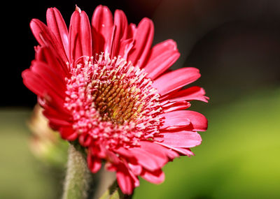 Close-up of pink flower