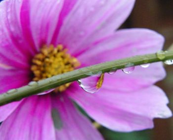 Close-up of insect on pink flower