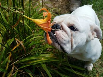 Close-up of dog