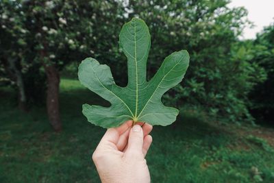 Cropped hand holding plant at park