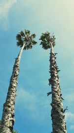 Low angle view of tree against sky