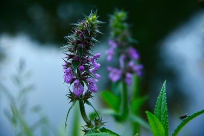 Close-up of purple flowering plant