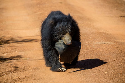 Bear on field