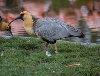 Close-up of duck in water