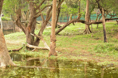 Scenic view of lake in forest