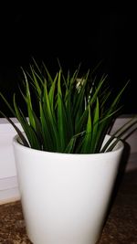 Close-up of potted plant on table