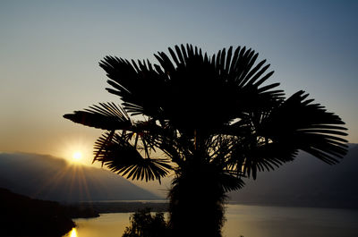 Low angle view of silhouette palm tree against sky