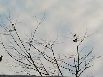 Low angle view of bird against sky