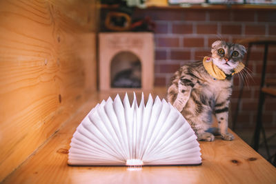 Cat sitting by book on table