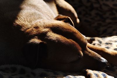 Close-up of dog sleeping