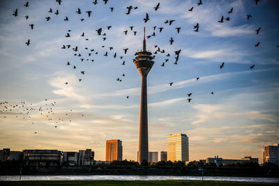 Flock of birds flying over city