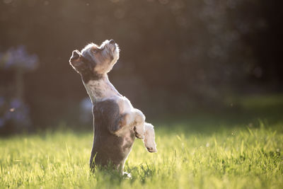 Funny dog standing on its hind legs and looking up. cute terrier is begging in garden.