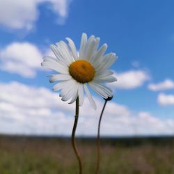 Close-up of white flower on field against sky