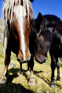 Horses on field