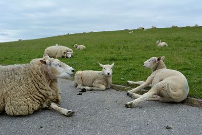 Sheep relaxing on road by grassy field against cloudy sky