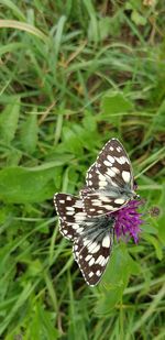 Close-up of butterfly on purple flower