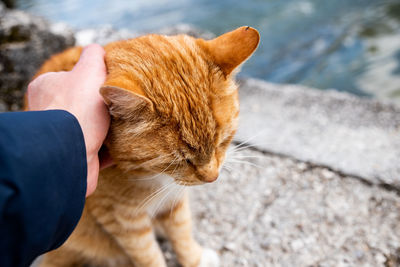 Cropped image of person hand on cat