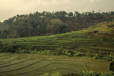 Scenic view of agricultural field against sky